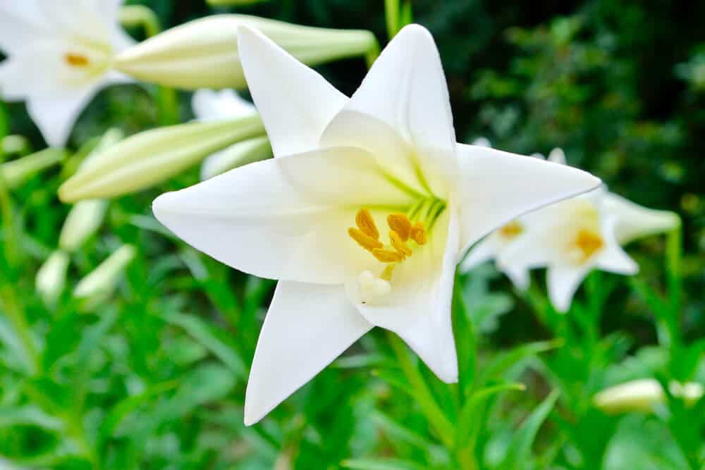 White flower named a sympathy flower close up image.